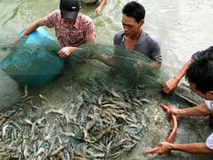 Tôm Việt Nam tiếp tục bị áp thuế