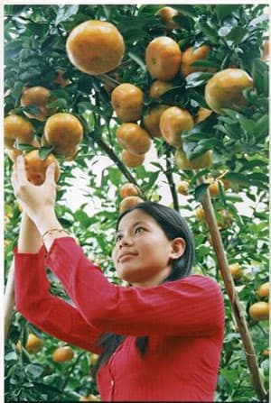 Quýt Lai Vung rộn rã vào xuân