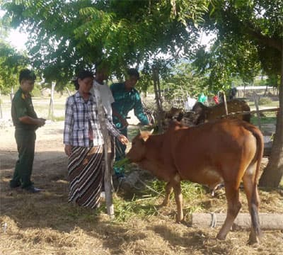 Cặp bò của bộ đội Thuận Nam