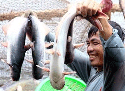 Kim ngạch xuất khẩu cá tra sẽ đạt tới 1, 6 tỷ USD