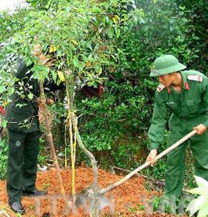 Toàn dân, toàn quân tham gia Tết trồng cây
