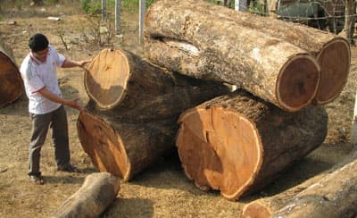 Rừng Yok Đôn vẫn bị “chảy máu”