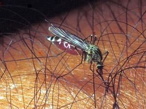 Muỗi biến đổi gen có thể tiêu diệt căn bệnh sốt rét