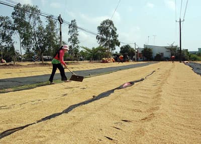 Đánh rơi tiền tỉ ngoài đồng