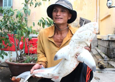 Tiếp tục bắt được cá mập sọc trắng ở bờ biển Quy Nhơn