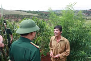 Bắt 2 đối tượng trồng cây cần sa số lượng lớn