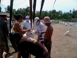 Sản xuất đại trà vắc xin cúm gia cầm A/H5N1 tại Việt Nam
