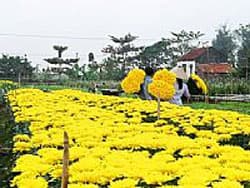 Lẽ nào lỗi hẹn với Đại lễ