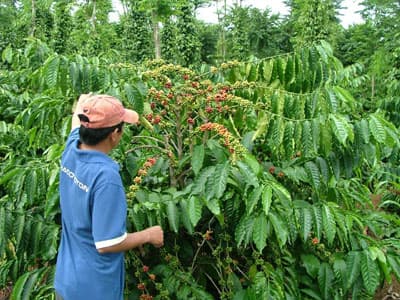 Tây Nguyên “khát” nhân công thu hoạch cà phê