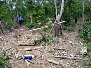 Lâm tặc hoành hành ở rừng phòng hộ Hoài Ân