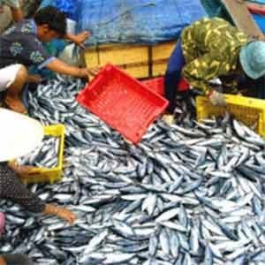 Năng lực đánh bắt và sản lượng khai thác thuỷ sản trên biển tăng trưởng khá