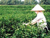 Để cây nhài “đứng vững” trên đất Đông Xuân