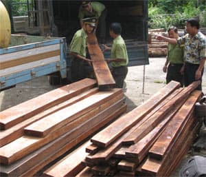 Tuyên chiến với lâm tặc!