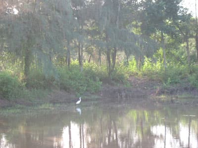 Bạc Liêu trù phú rừng ngập mặn