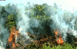 Xử lí nghiêm người có thẩm quyền nhưng để xảy ra tình trạng phá rừng
