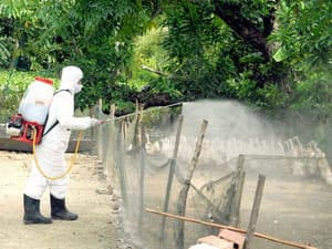 Cúm gia cầm có nhiều khả năng bùng phát trở lại