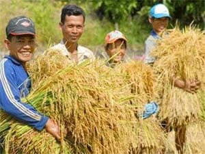 Thu nhập của nông dân cao gấp 2,5 lần