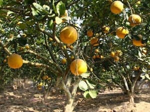 Hà Nội: Rộn ràng mùa thu hoạch trái cây đặc sản