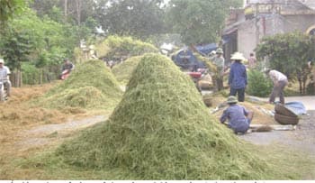 Nguy hiểm từ tuốt lúa, đốt rơm