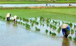 Thanh Hoá hỗ trợ 70 tỷ đồng xây dựng vùng lúa chất lượng cao