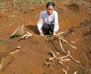 Cần làm rõ việc thu hồi đất xâm canh ở xã Đồng Nai, huyện Bù Đăng, tỉnh Bình Phước (Bài 2)