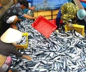 Xuất khẩu thủy sản - Đối mặt với quy định IUU