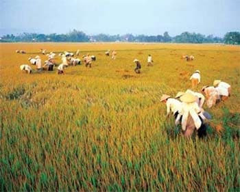 Xây dựng nông thôn mới theo những tiêu chí nào?
