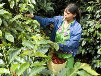 Xuất khẩu nông sản - thiệt vì không phẩm cấp