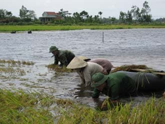 Bộ đội gặt lúa... chạy lũ