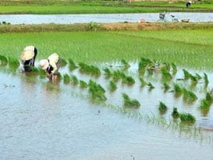 Gần 300.000ha đất cấy lúa đông xuân đã có nước