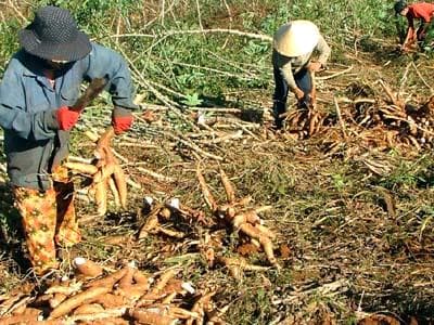 Sắn được mùa, được giá