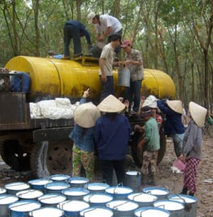 Bội thu “vàng trắng”