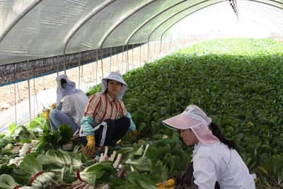 Không tuyển lao động sang Mỹ giúp việc gia đình