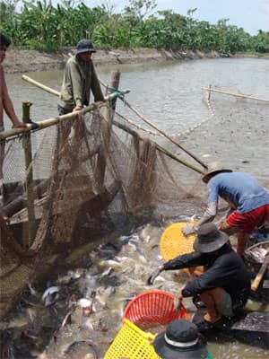 Cần nghiêm trị những kẻ lừa đảo nông dân nuôi cá tra