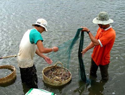 Nắng nóng, dịch bệnh xoá sổ nhiều vùng nuôi tôm