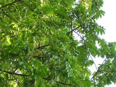 Dâu da xoan