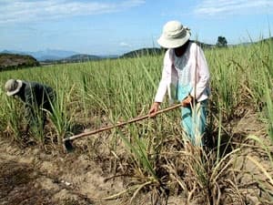 Nguy cơ thiếu mía nguyên liệu giữa vụ 2010-2011