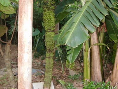 Buồng chuối cau dài 2m, 105 nải