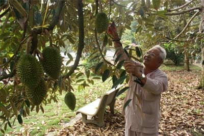 Trồng sầu riêng thu lợi cao