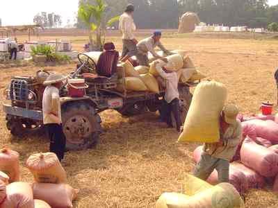 Yêu cầu thực hiện cho vay thu mua tạm trữ lúa, gạo từ ngày 15-7