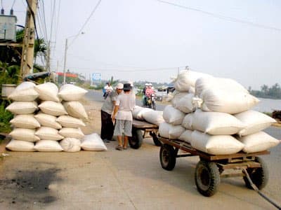 Giá lúa gạo tiếp tục tăng