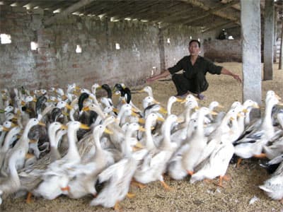 “Ông Hào vịt”
