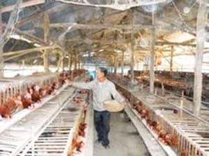 Nuôi gà siêu trứng