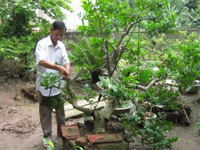 Nuôi lợn và trồng hoa, cây cảnh
