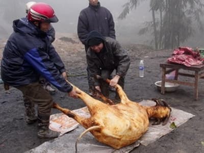 Gần 23.000 con gia súc bị chết do rét hại kéo dài