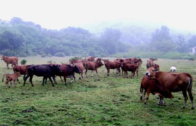 Nuôi bò để thoát nghèo bền vững