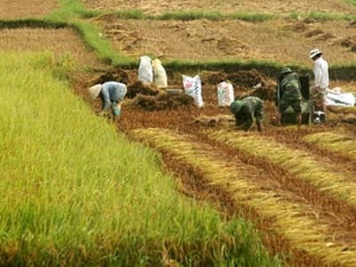 Hà Nội động viên nông dân gặt ngay lúa đã chín