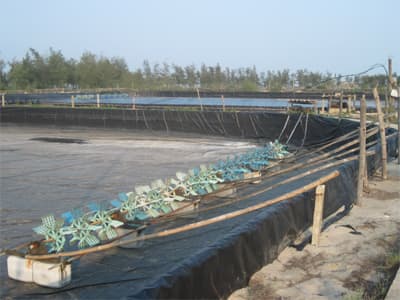 “Nóng vội”... làm giàu để rồi trắng tay