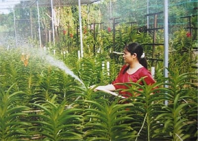 Nghề trồng hoa lan