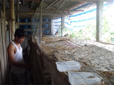 Nuôi chim trĩ một nghề mới